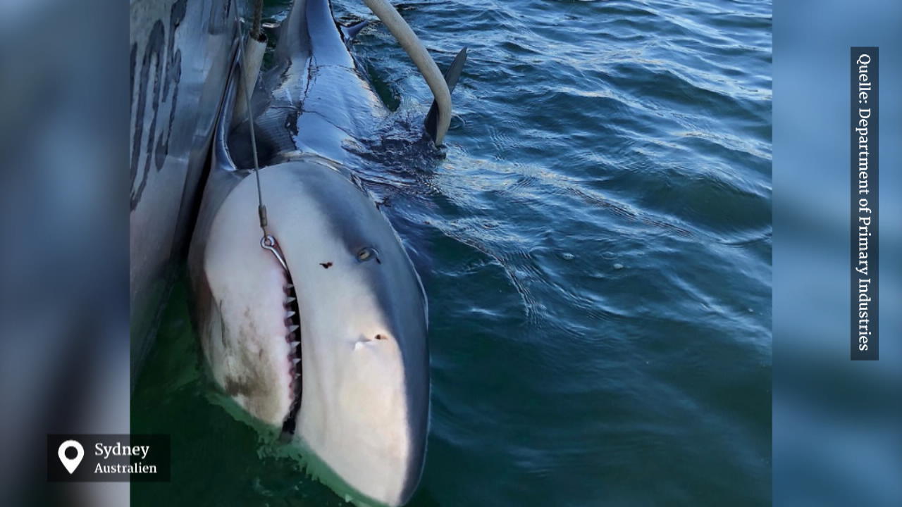 Gute Idee, aber die Umsetzung schockiert Neues Hai-Warnsystem in Australien: