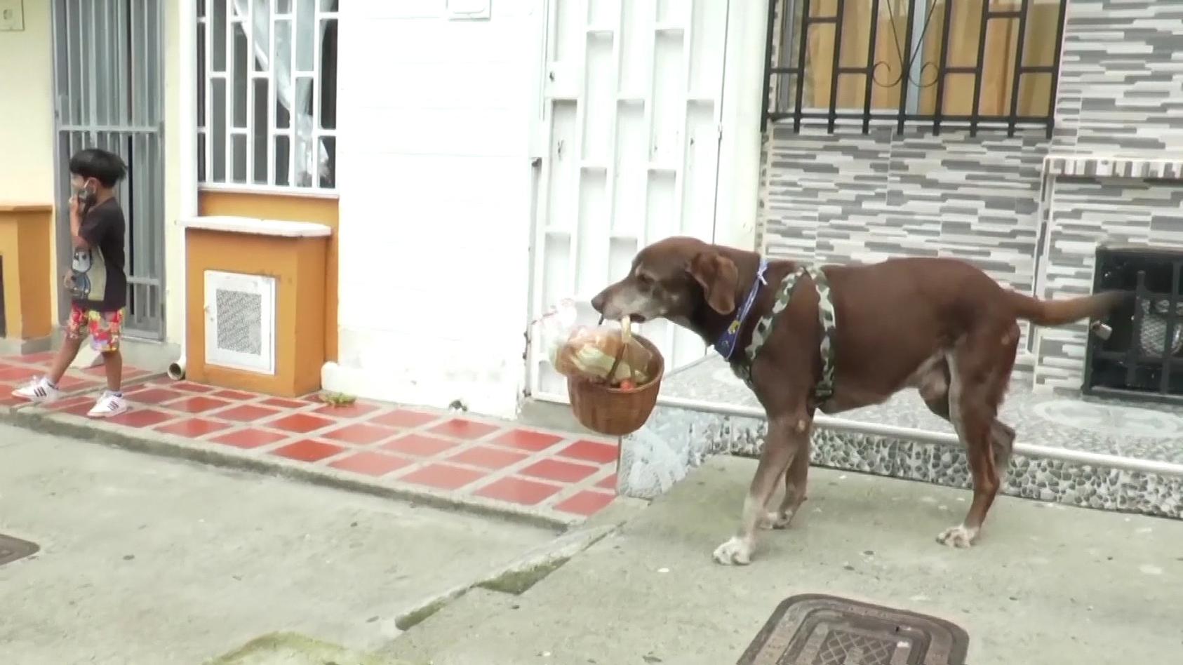 Hund Eros beliefert während Corna-Quarantäne In Kolumbien