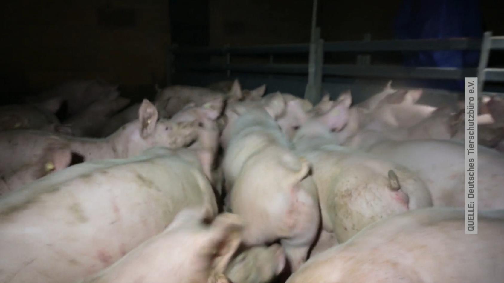 Tierschützer filmen in Schweinestall: Das sagt der Bauer Video dokumentiert schlimme Zustände