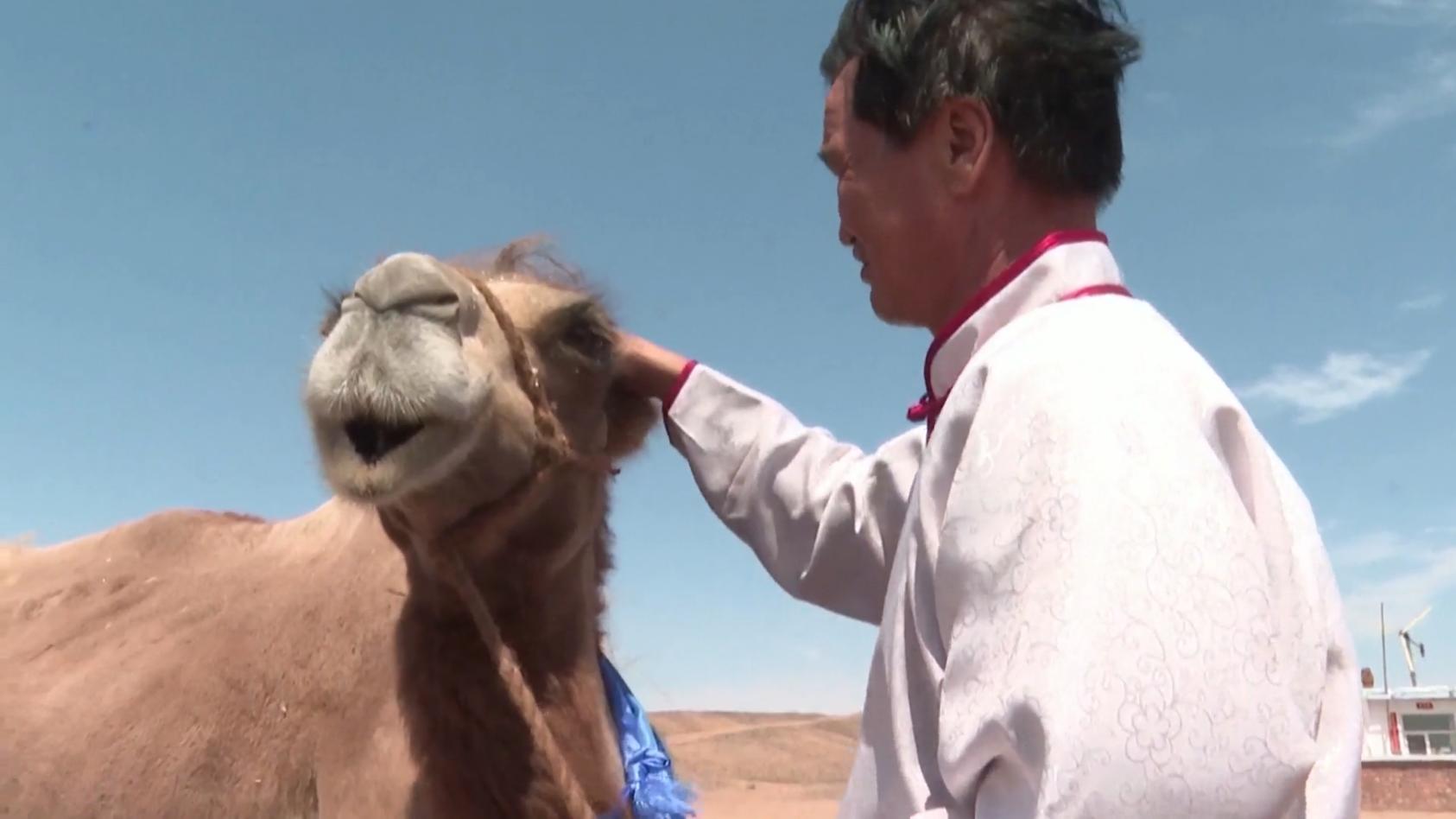 Kamel läuft sechs Tage zu ehemaligem Besitzer 62 Kilometer durch Wüste gewandert