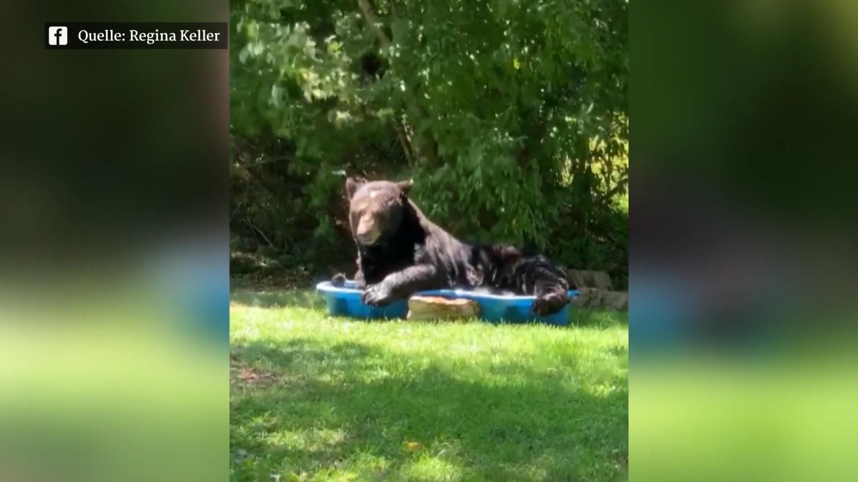 Wasserspaß für Schwarzbären Tierische Überraschung