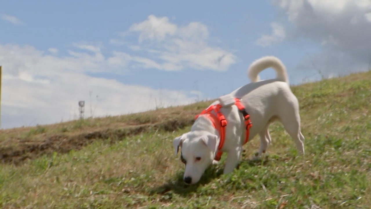 Die Odyssee vom entführten Hund Snoopy Hund auf Reisen
