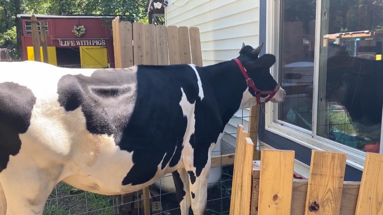 Kuh lieb ihren menschlichen Zievater Streicheleinheiten am Fenster