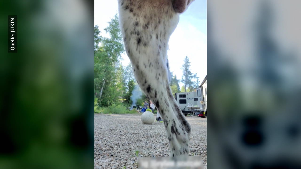 Hund pinkelt auf Kamera Tierischer Flitzer