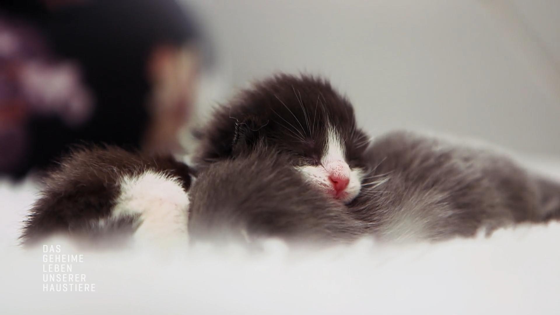Ragdoll-Katze Pandora ist zum ersten Mal Mutter geworden Vier Kitten