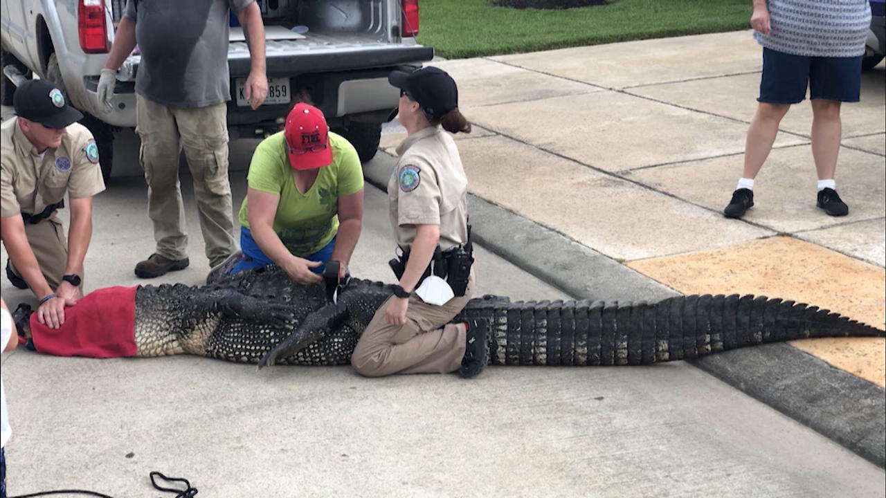 Vater rettet Tochter vor Alligator Er soll sich herangeschlichen haben