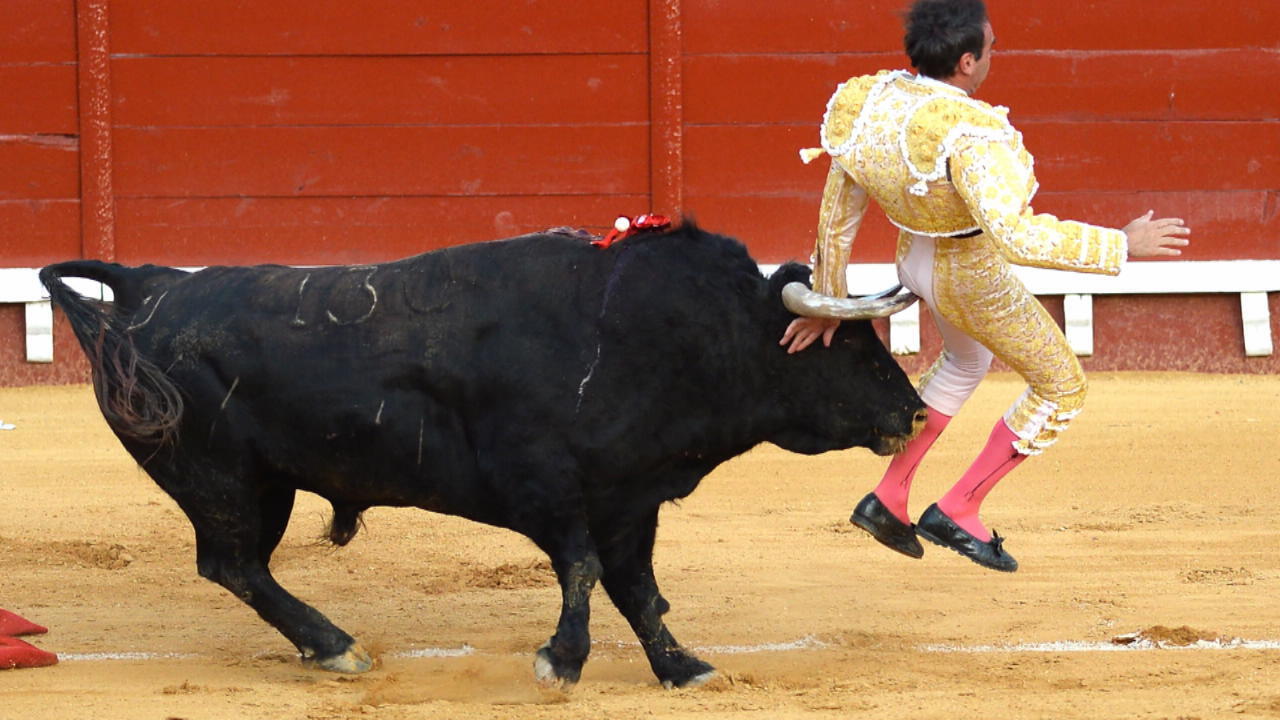 Stier nimmt Matador auf die Hörner Kampf um Leben und Tod