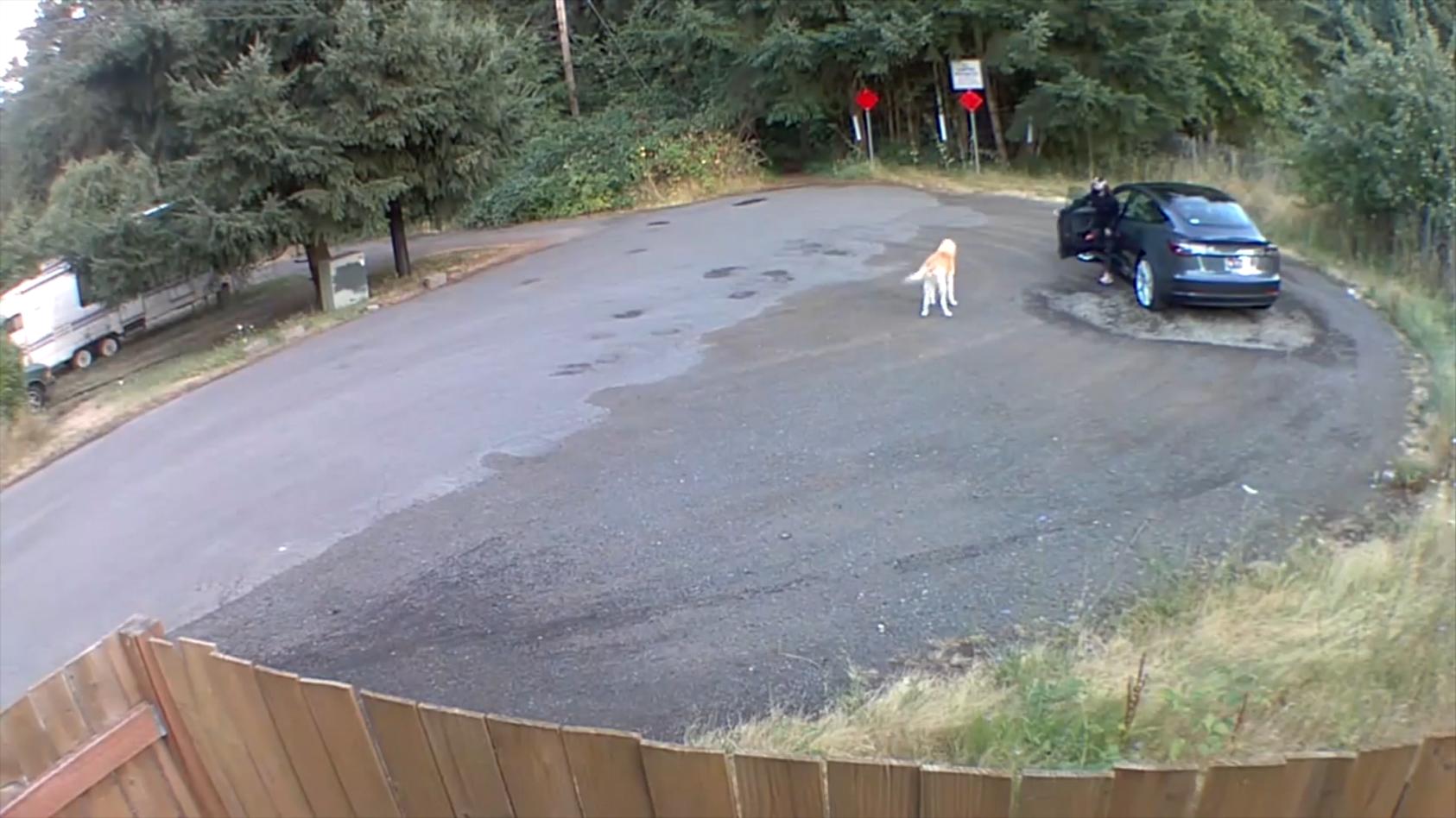 Tesla-Fahrerin setzt Hund am Straßenrand aus Video zeigt die herzlose Tat