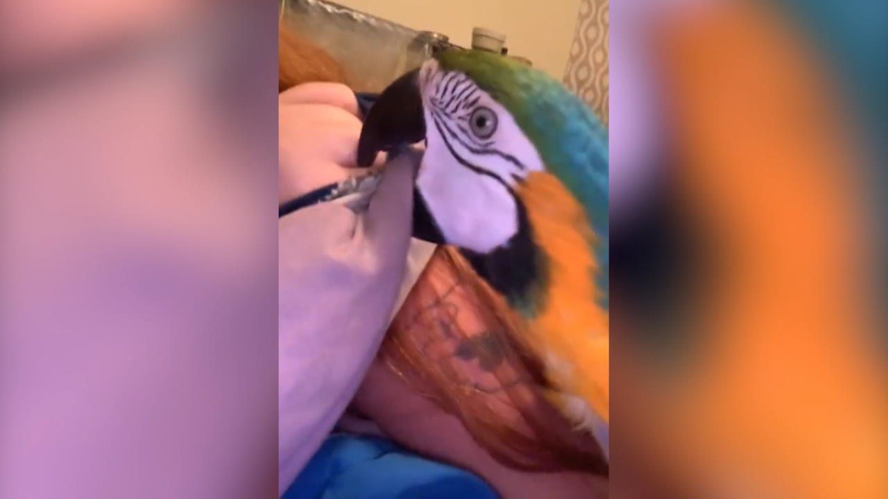 Papagei attackiert Frauchen wegen Beleidigung Angry Bird ist außer sich vor Wut