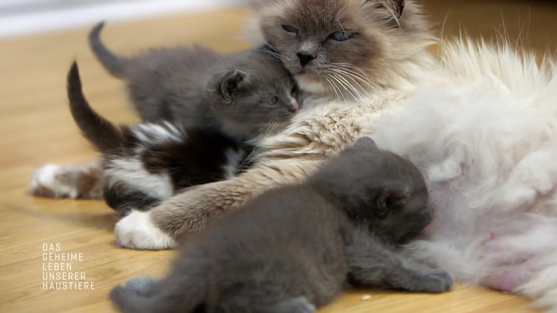 Wieso Katzengeschwister so wichtig füreinander sind Katzen-Nachwuchs
