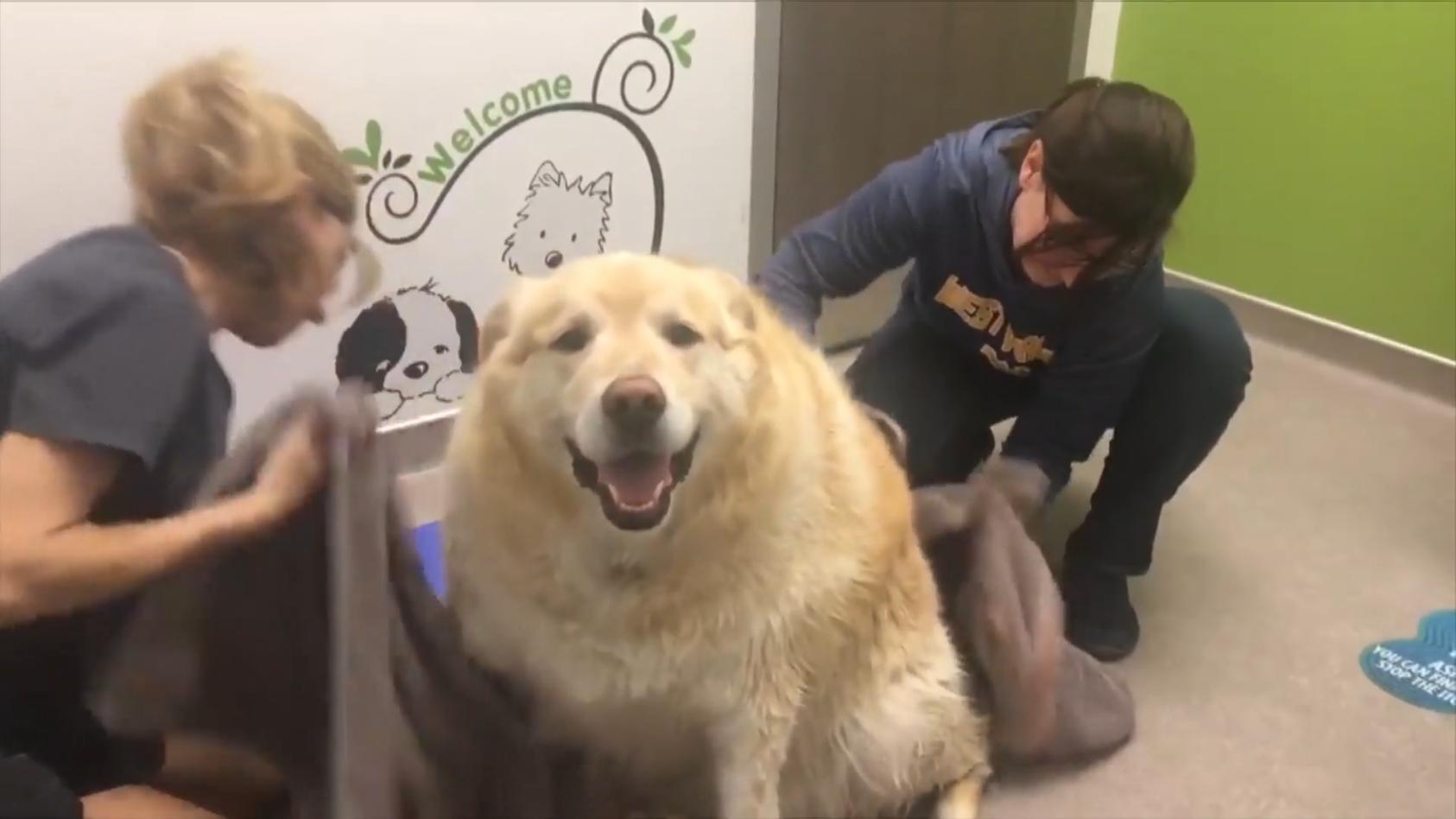 Übergewichtiger Hund Kai: So geht es ihm heute Hund fast eingeschläfert - weil er zu dick war