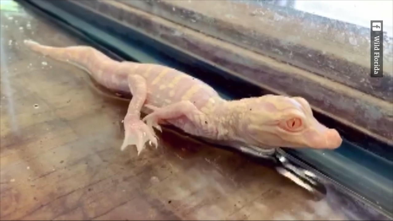Baby-Albino-Alligatoren geschlüpft Baby-Sensation in Florida