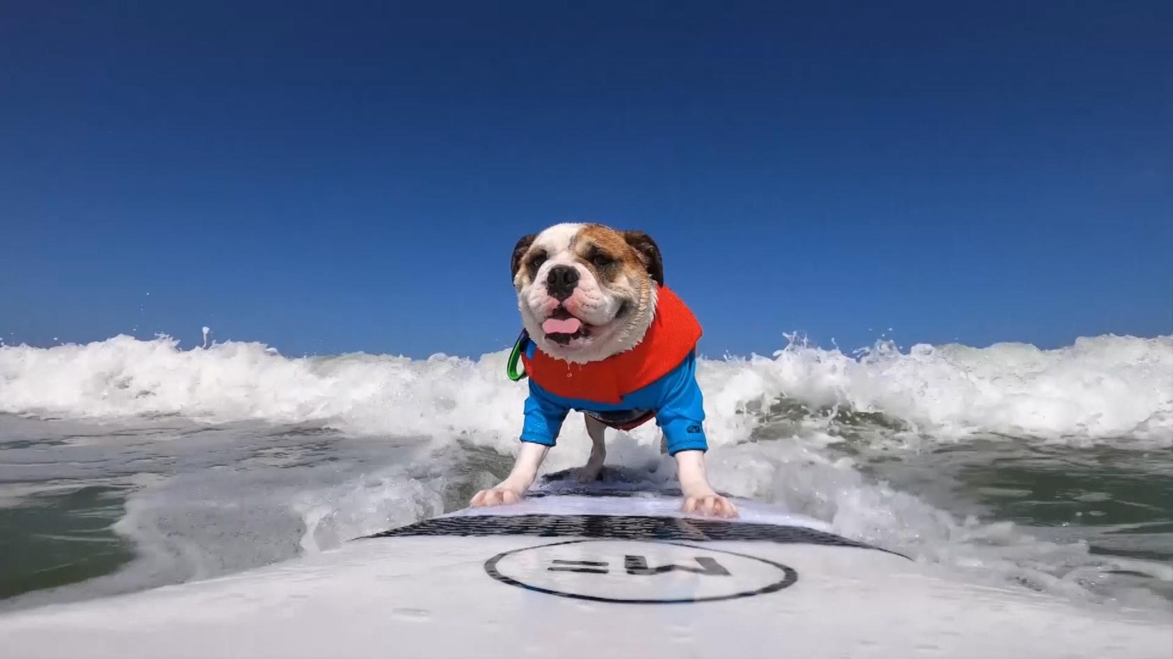 Dog-Surf-Meisterschaft in Kalifornien Die wohl Coolsten Boys am Strand