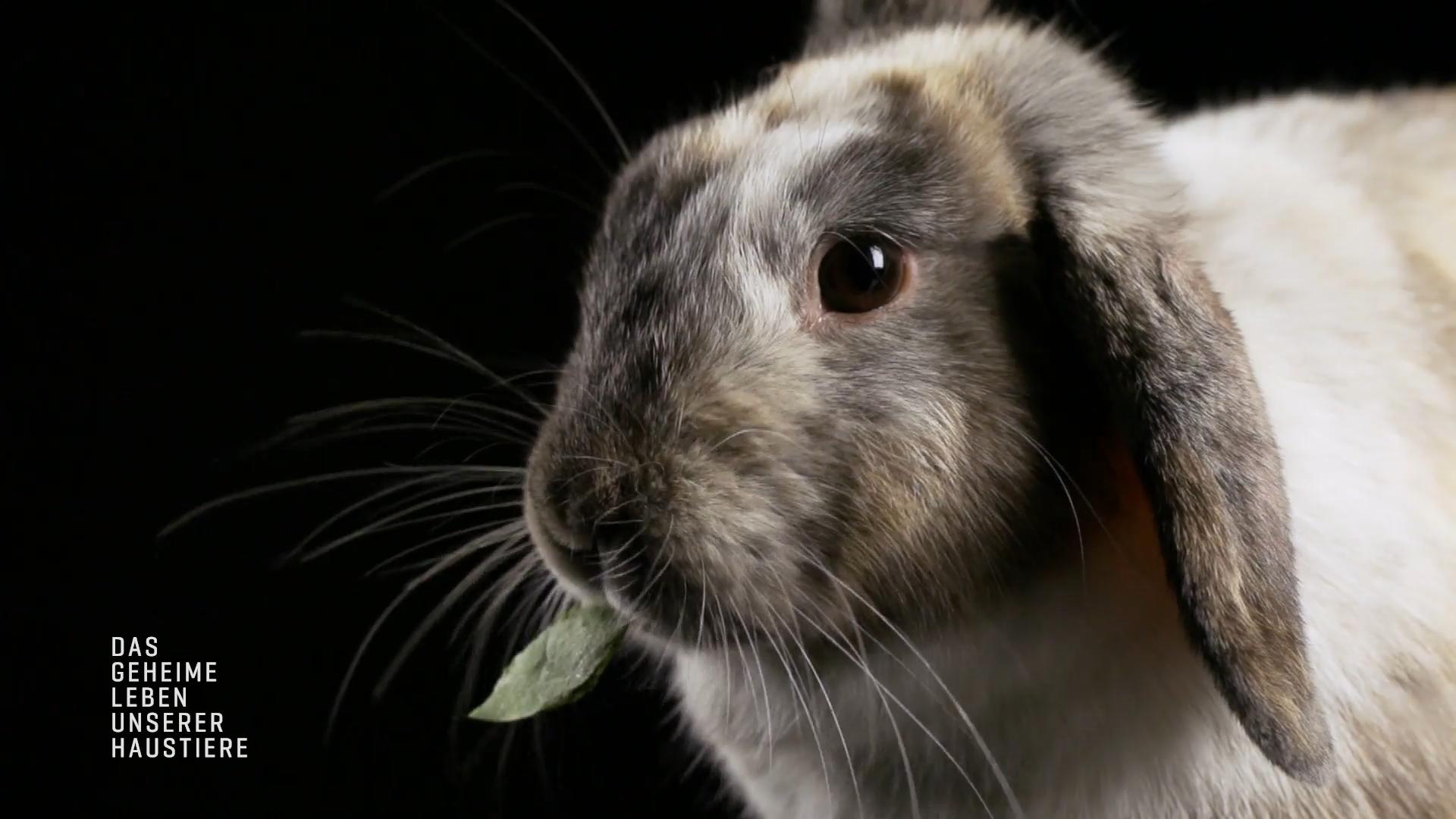 Wie führt man Kaninchen am besten zusammen? Kampf unter Hauskaninchen
