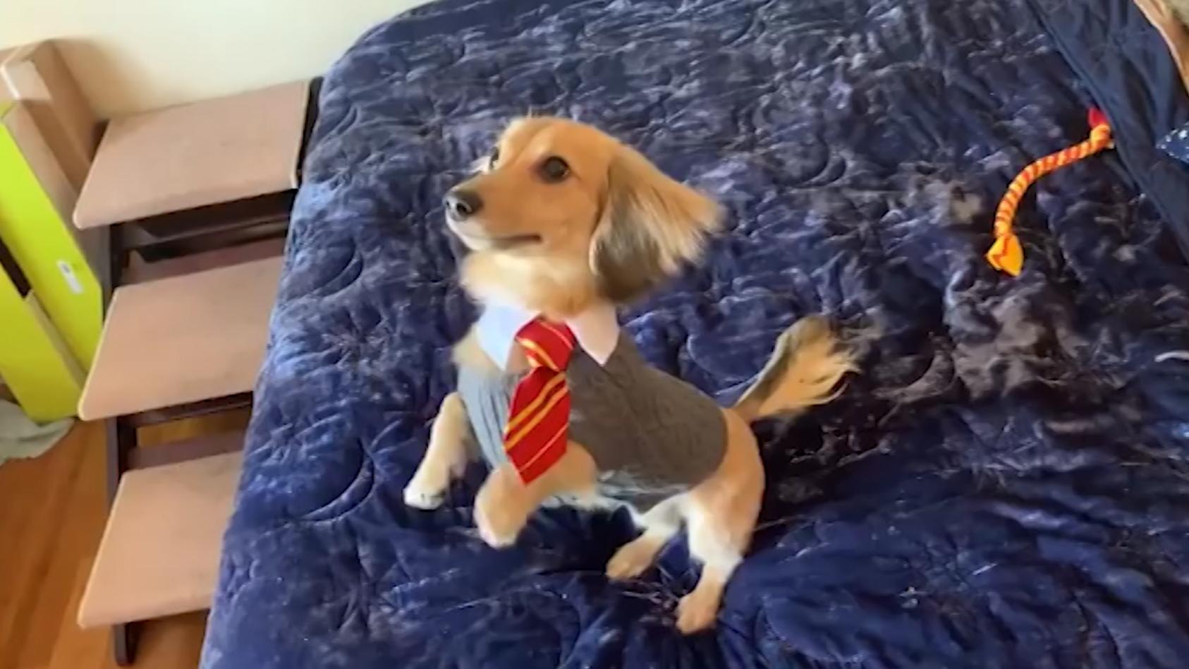Hund Remus hört auf Zaubersprüche aus Harry Potter „Wingardium Leviosa“ statt „Mach Männchen“