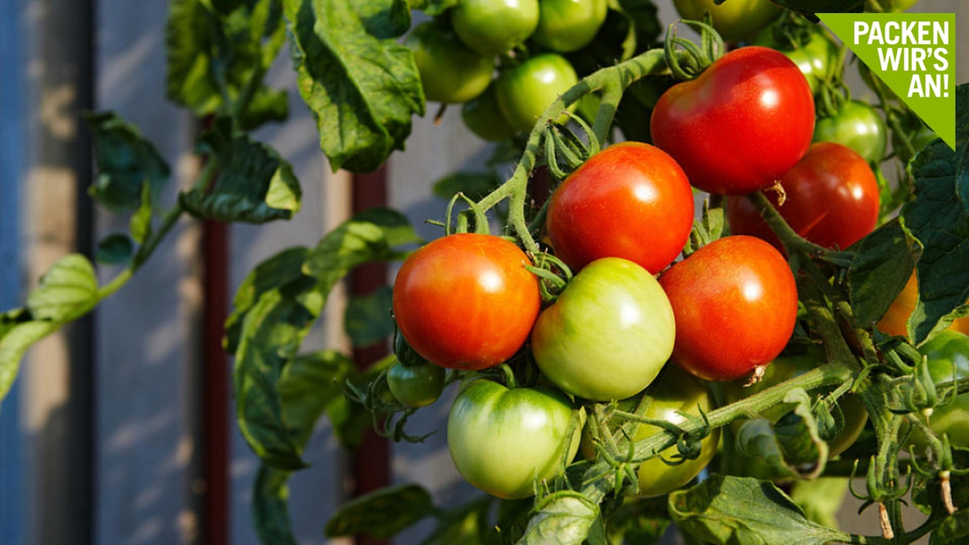 Gemüse und Obst auf dem Balkon anbauen - so geht's Gartenfeeling im Miniformat