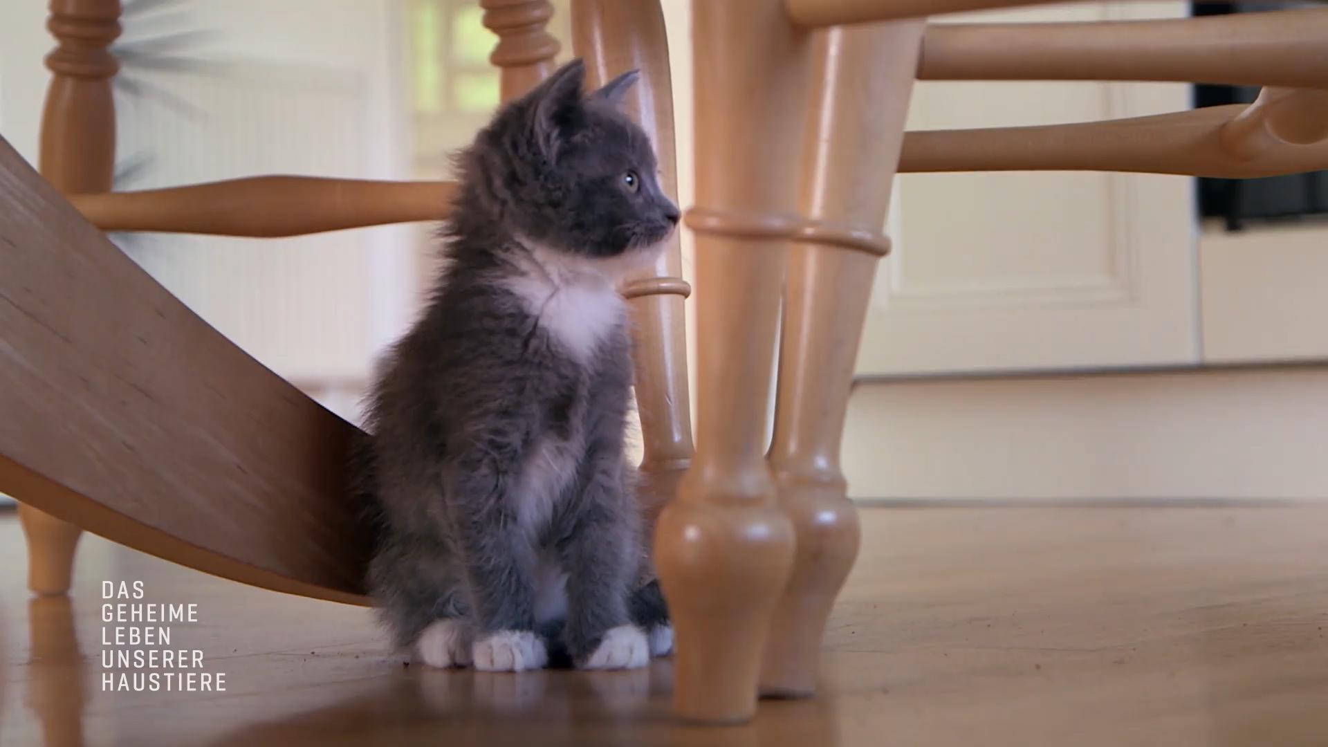 Pandoras Kitten kommen in ein neues Zuhause Mit 9 Wochen