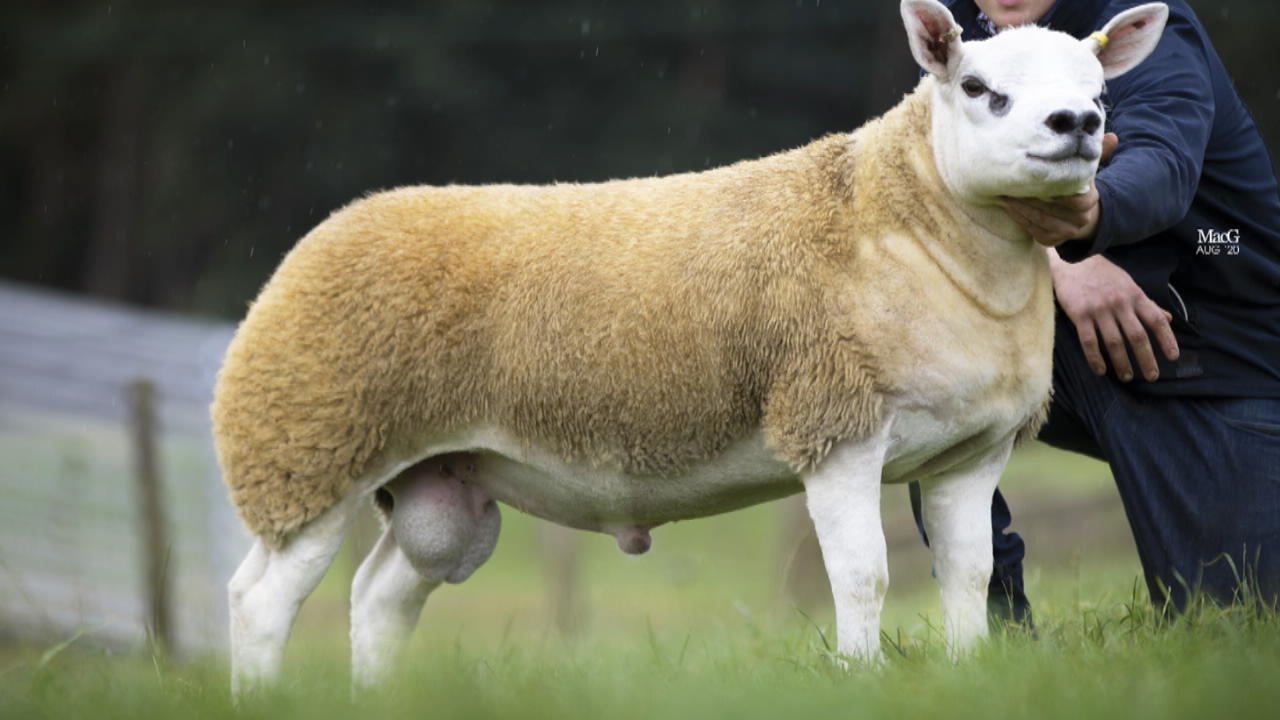 Zuchtschaf " Double Diamond" ist das teuerste Schaf der Welt teures Schaf