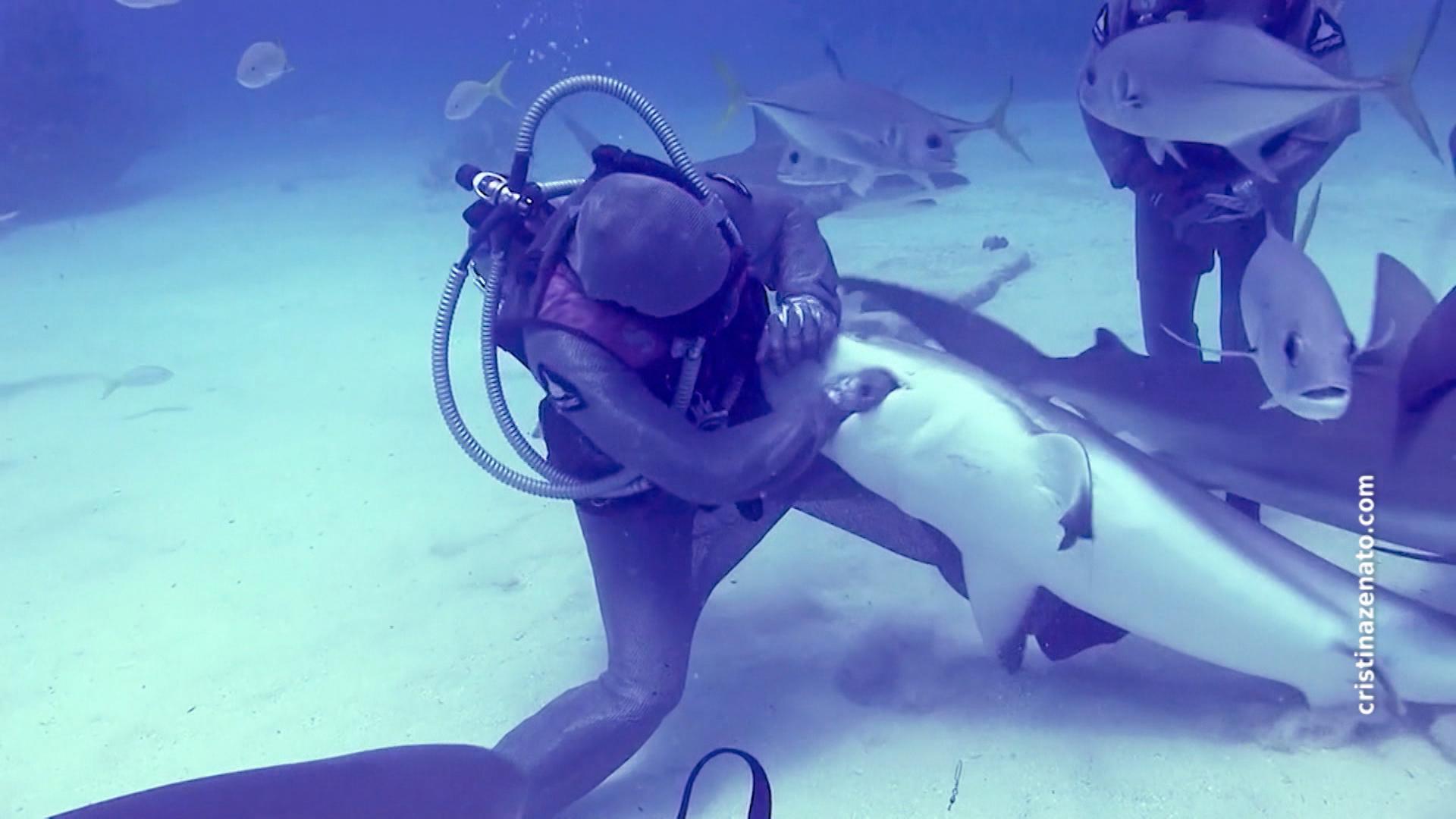 Taucherin befreit Haie von Angelhaken – das seit 20 Jahren! Sie steckt einfach ihre Hand ins Hai-Maul