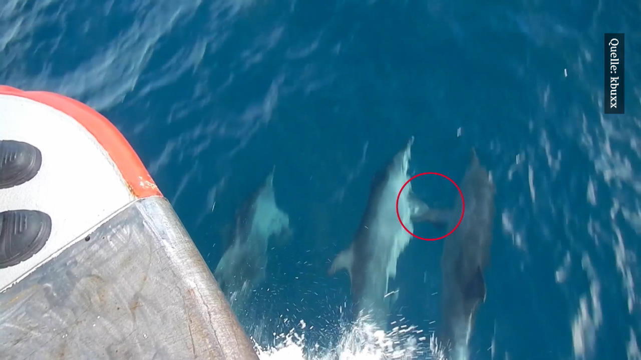 Delfine schwimmen Flosse in Flosse Super seltener Moment!