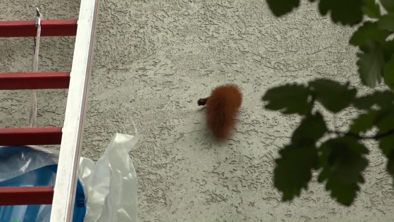 Eichhörnchen bleibt mit dem Kopf im Loch einer Wand stecken Tierisches Missgeschick