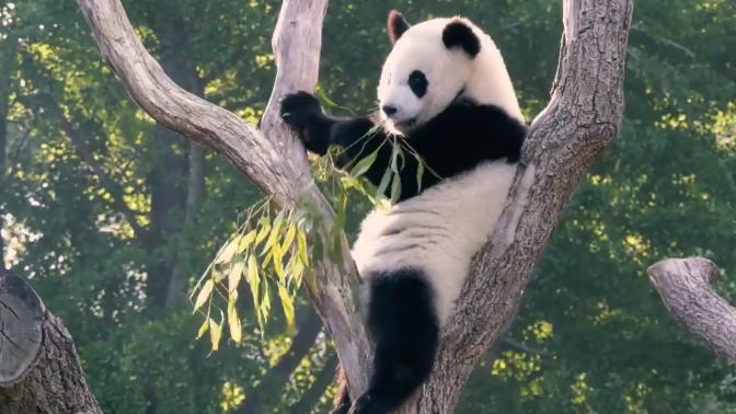 Fratelli panda che mangiano panda di bambù di Berlino