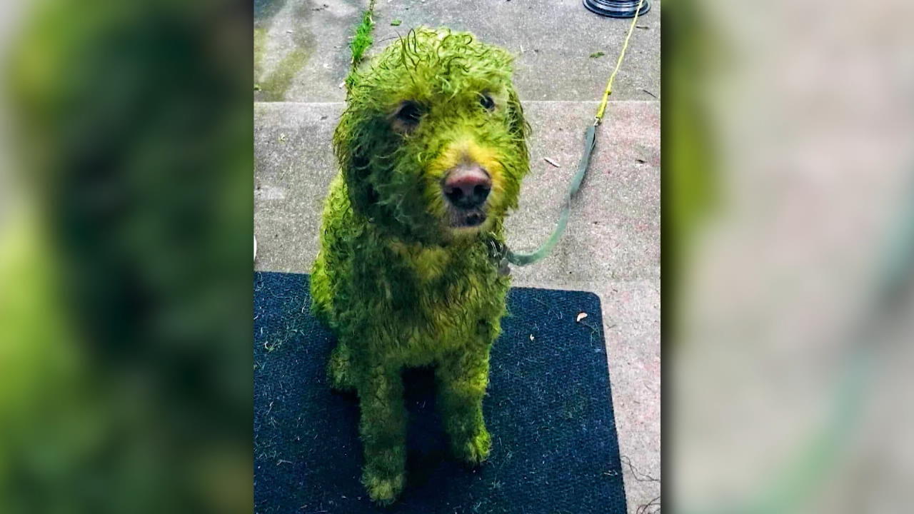 Ist dieser Hund wirklich so grün? Das Netz ist geteilter Meinung