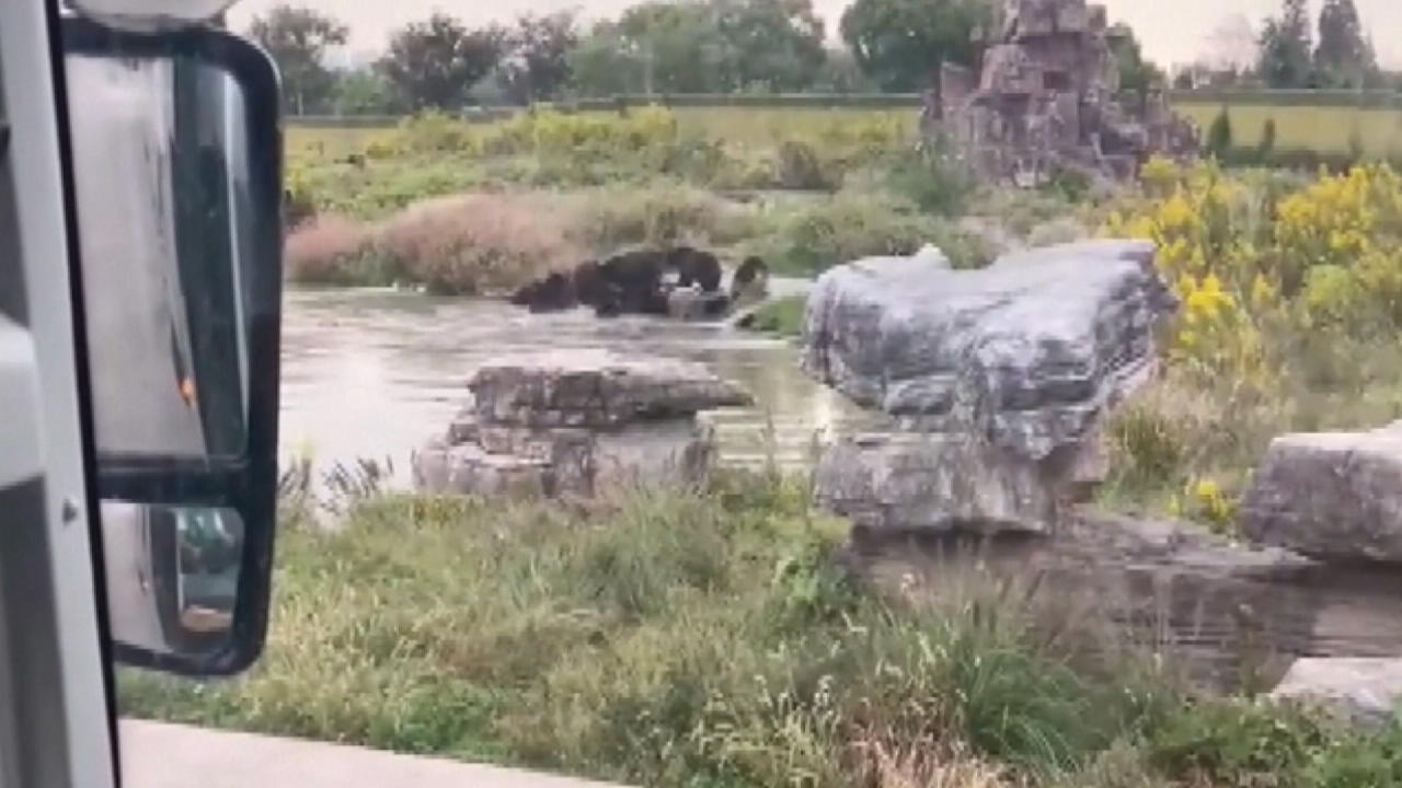 Bären zerfleischen Mitarbeiter in Safaripark Vor den Augen der Touristen