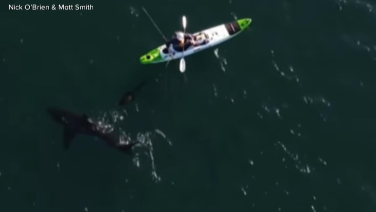 Kajak-Fahrer wird von Hai überrascht Das war knapp