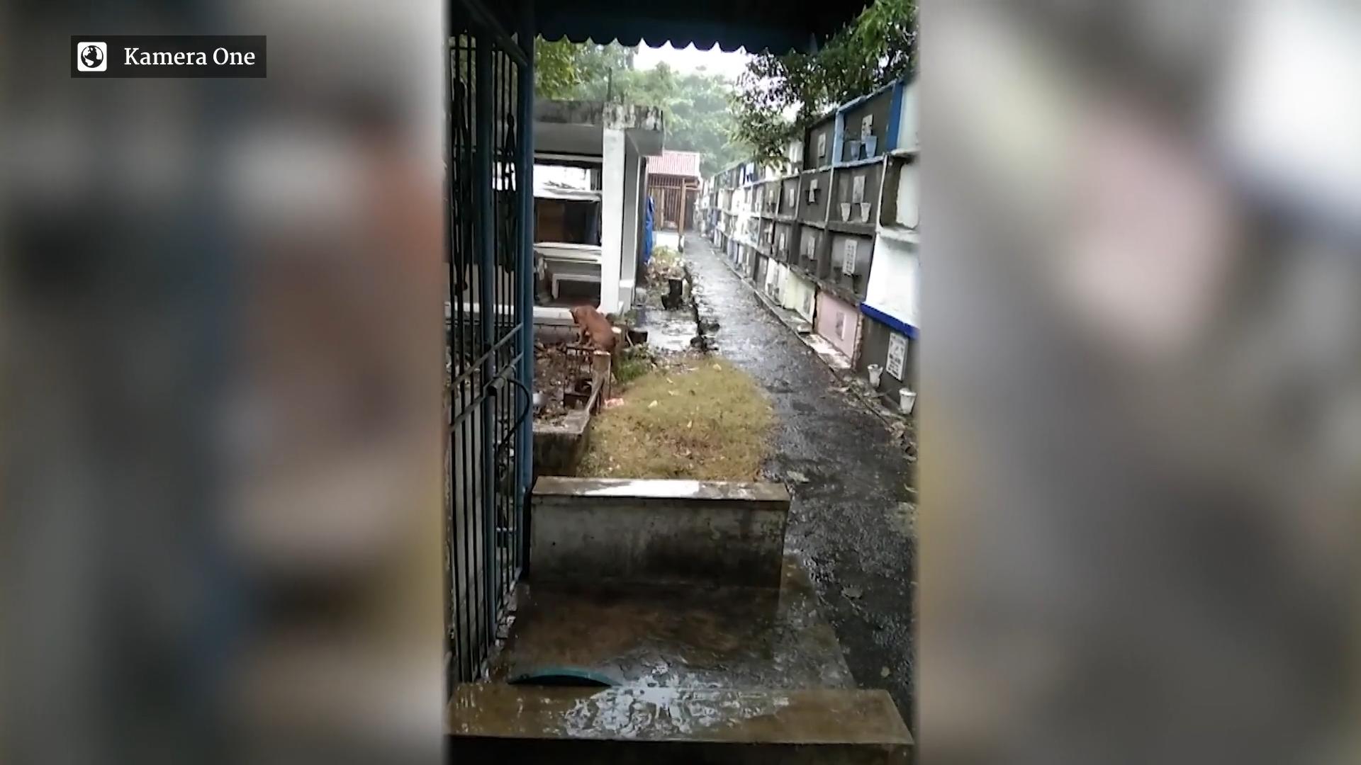 Hund trauert am Grab um Herrchen Seit drei Monaten