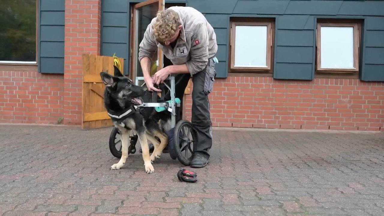 Der Hun'nenhoff: Ein schönes Zuhause für gehandicapte Hunde Tierfreunde können Patenschaften übernehmen