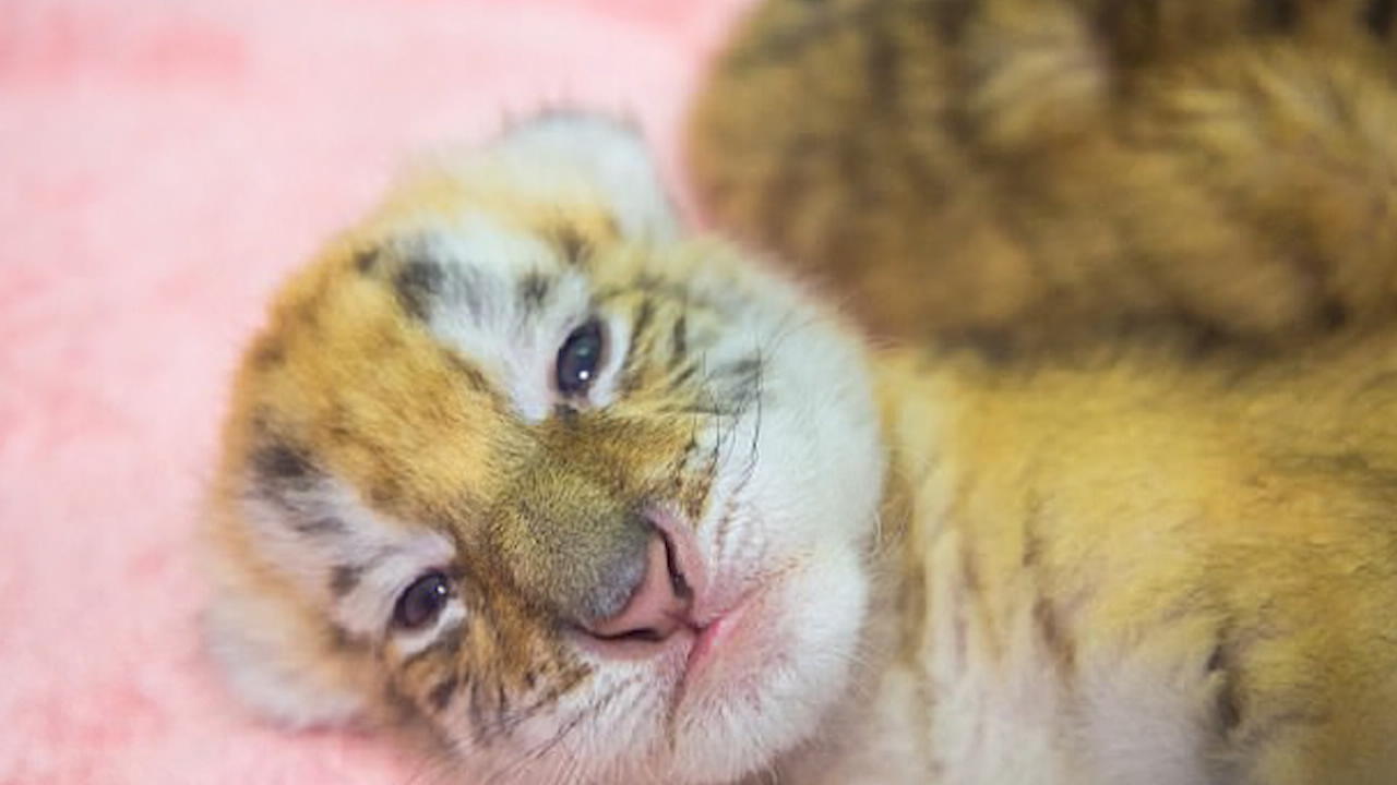 Seltene Goldene Tiger-Babys in China geboren Sensation im zoo
