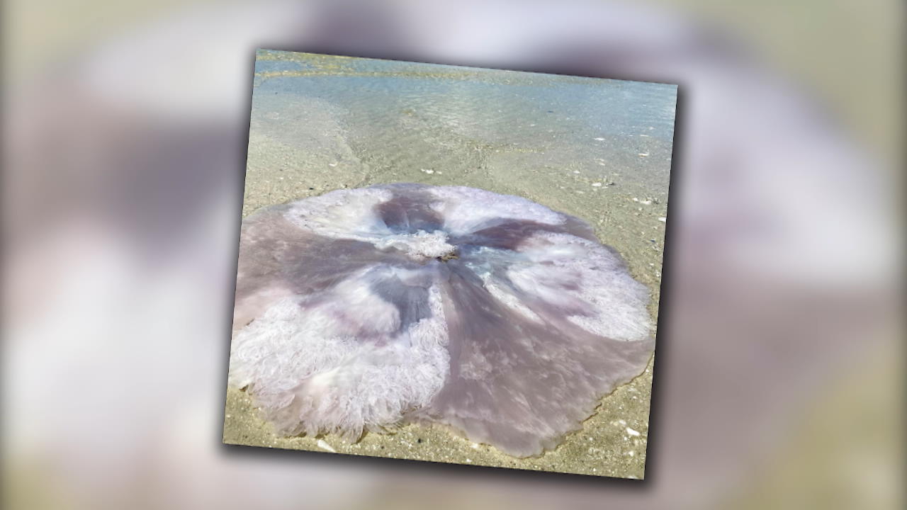 Riesen-Qualle an Strand in Florida gespült Finder: "Dachte es frisst mich auf"