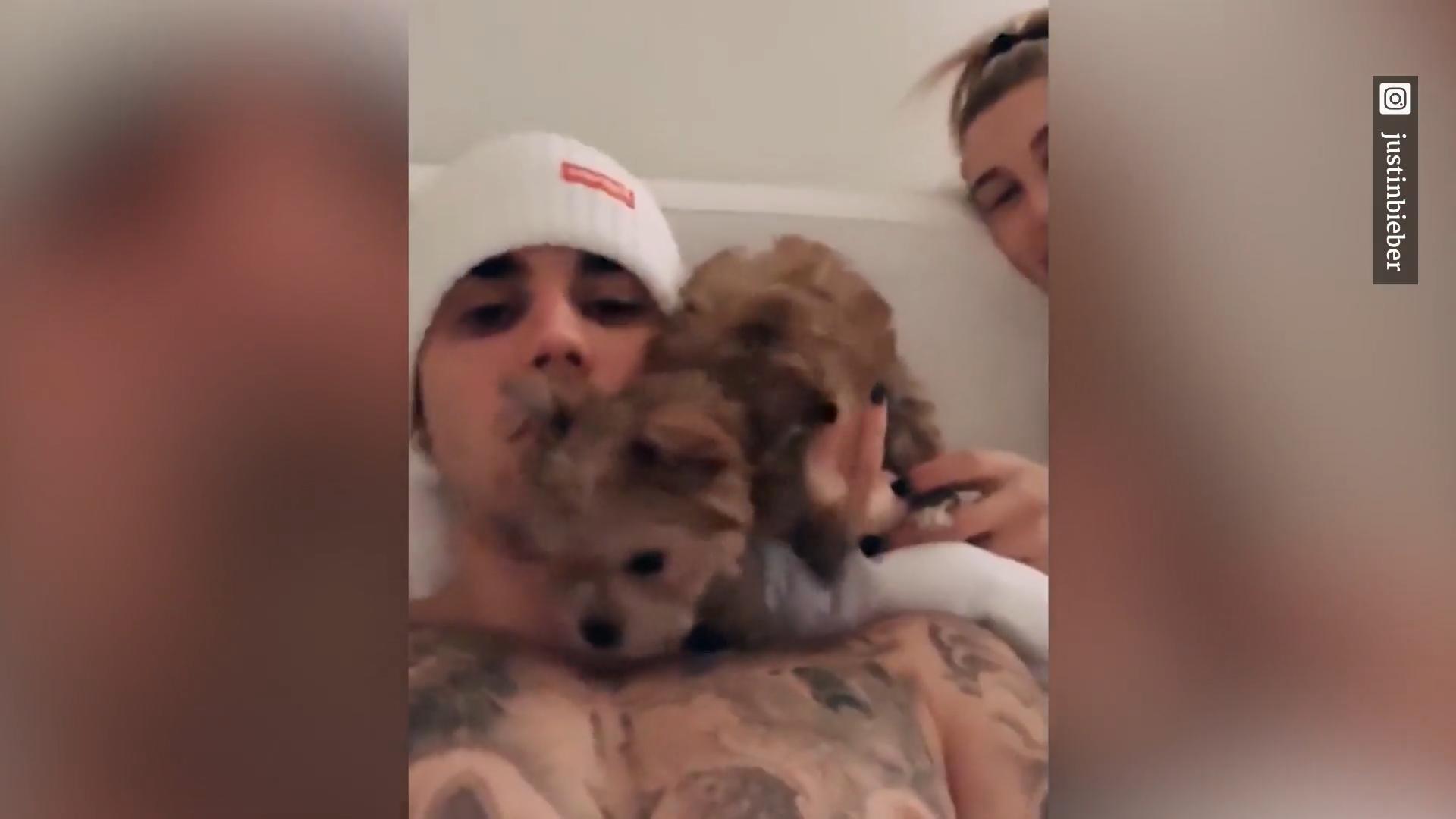 Gibt es einen Justin-Bieber-Haustier-Fluch? Bein gebrochen, ausgebüxt ...