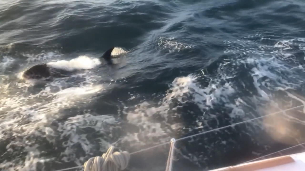 Orcas greifen Segelboot an Zwei Stunden lang!