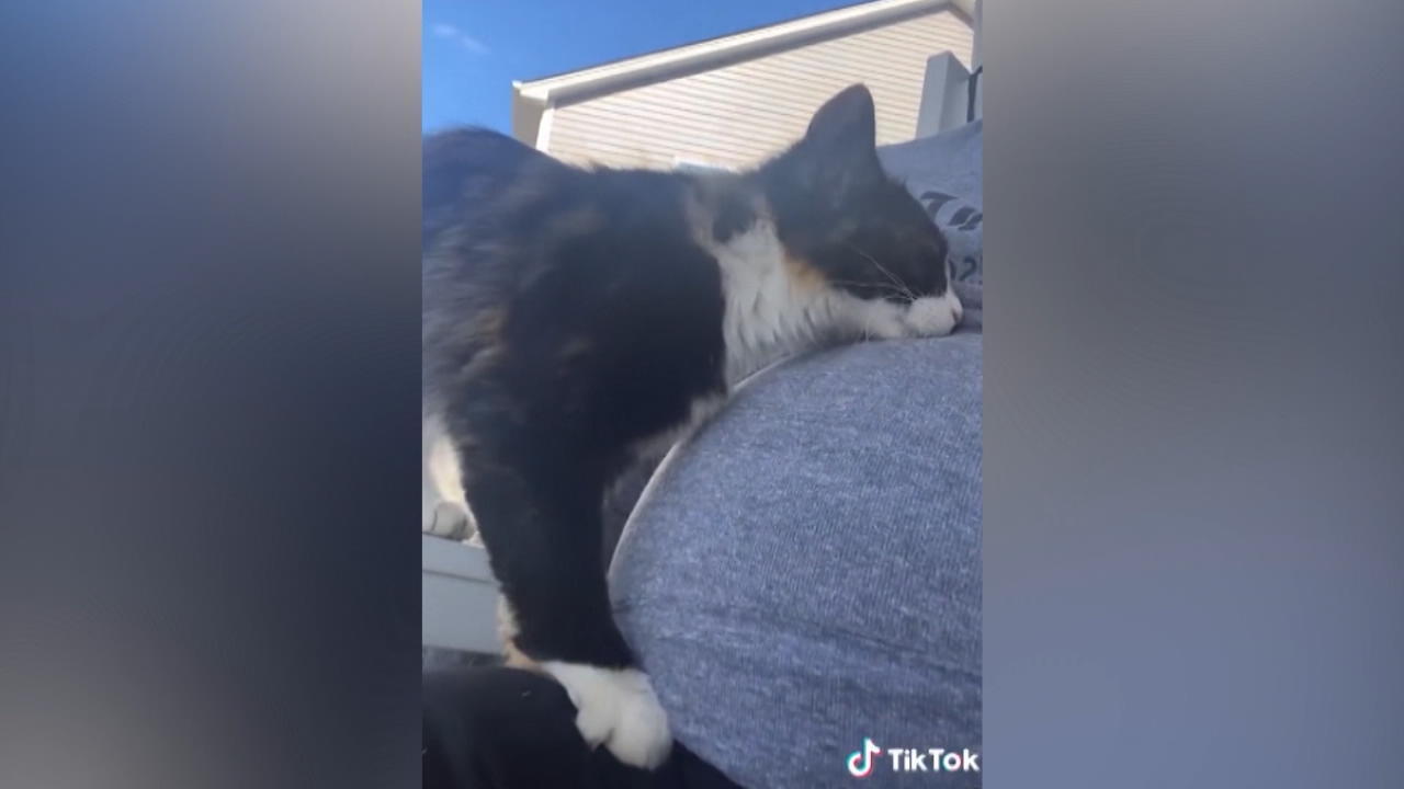Katze massiert Babybauch Tierische Hebamme