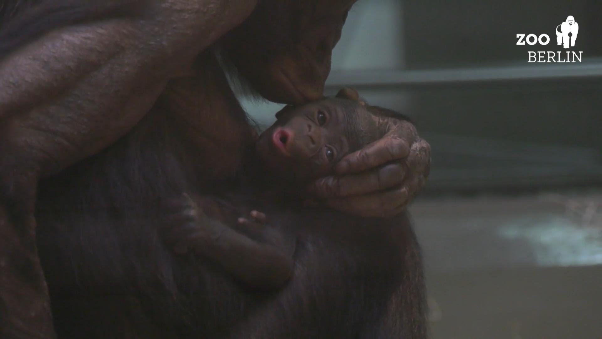 Bonobo-Nachwuchs im Zoo Berlin Süßes Knautschgesicht