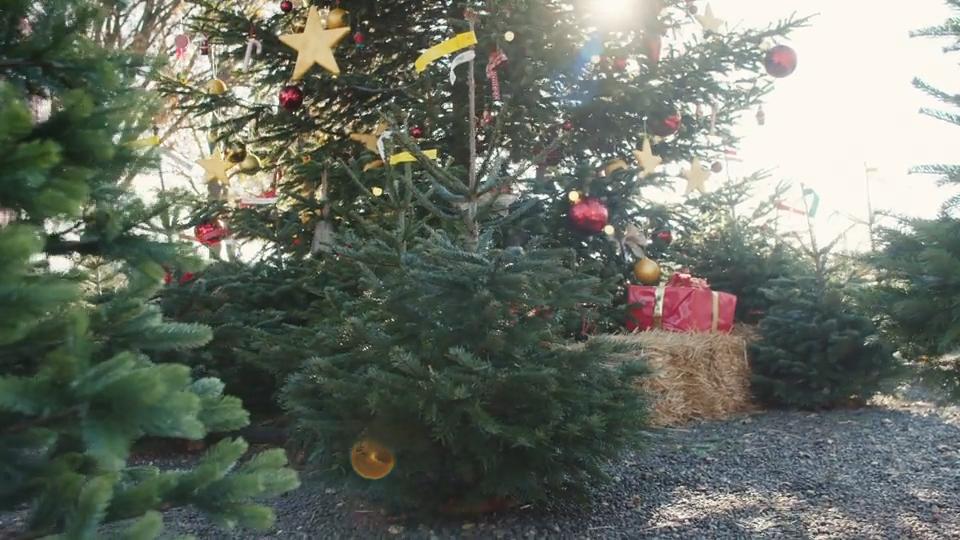 Weihnachtsbaum kaufen: Das müssen Sie jetzt wissen! Künstlich, mit Wurzeln oder frisch geschlagen?