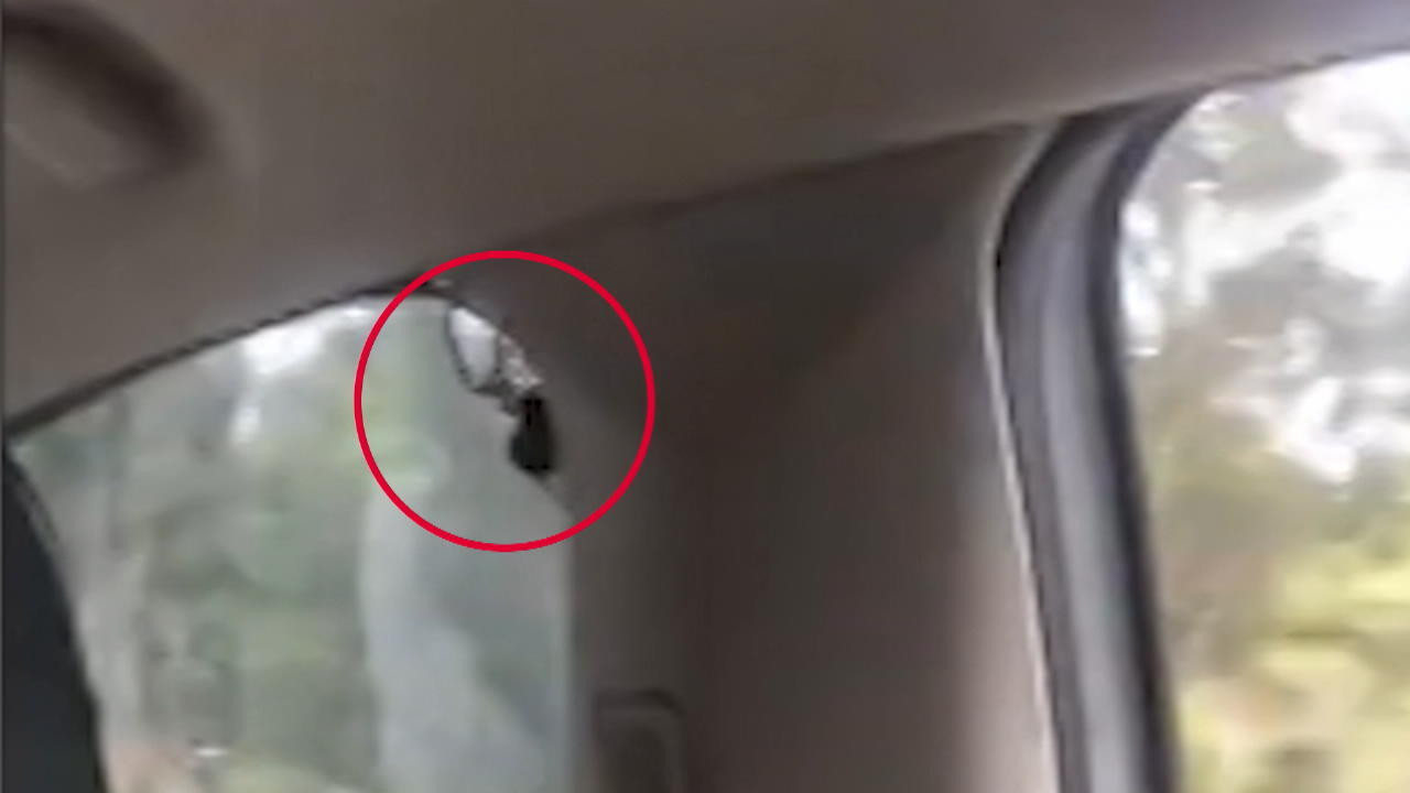 Spinne Im Auto