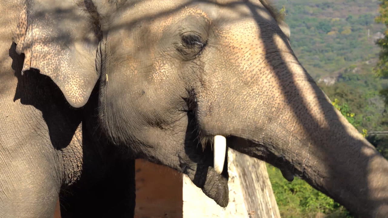 Einsamster Elefant der Welt darf endlich umziehen Von Sri Lanka nach Kambodscha