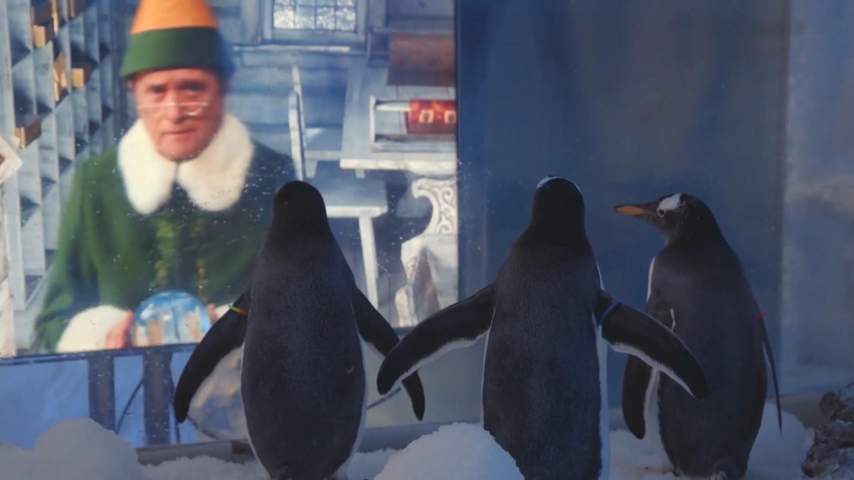 Pinguine schauen Weihnachtsfilme Langeweile im Lockdown