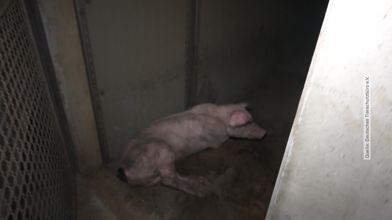 Bauern rechtfertigen die Tierquälerei Horrorbilder aus Schweinemast