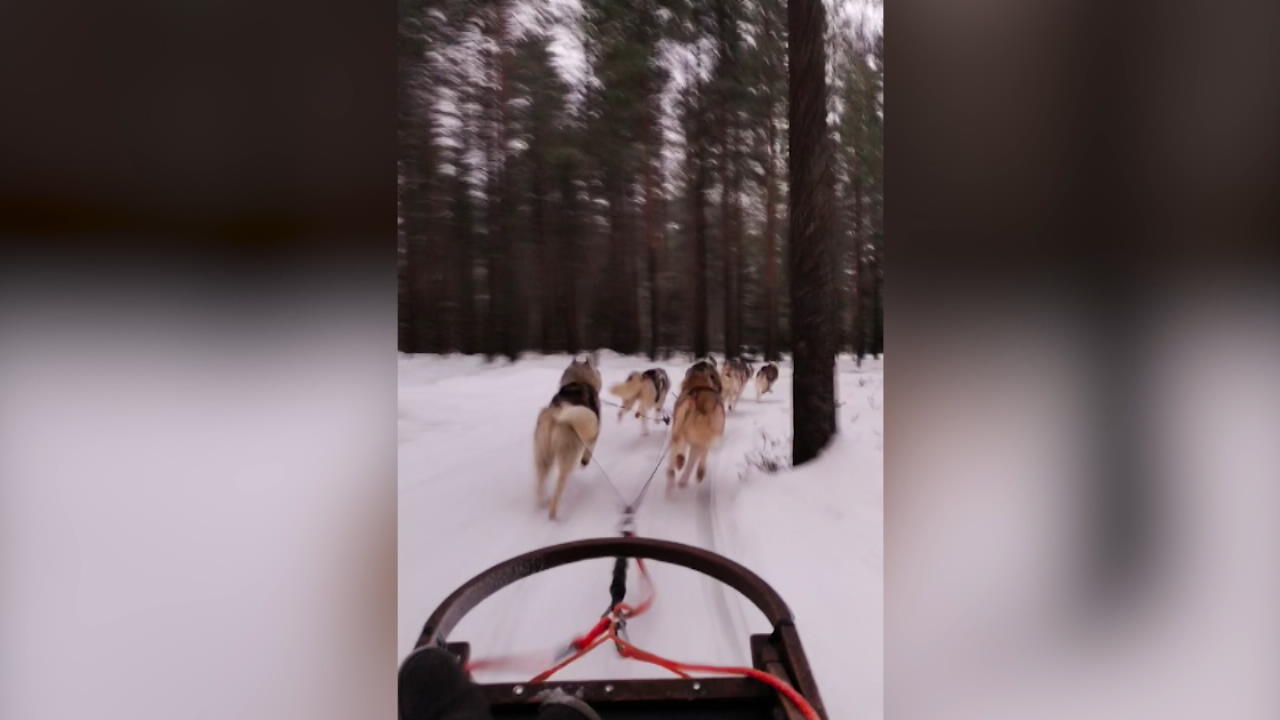 Schlittenhunde in Lappland 