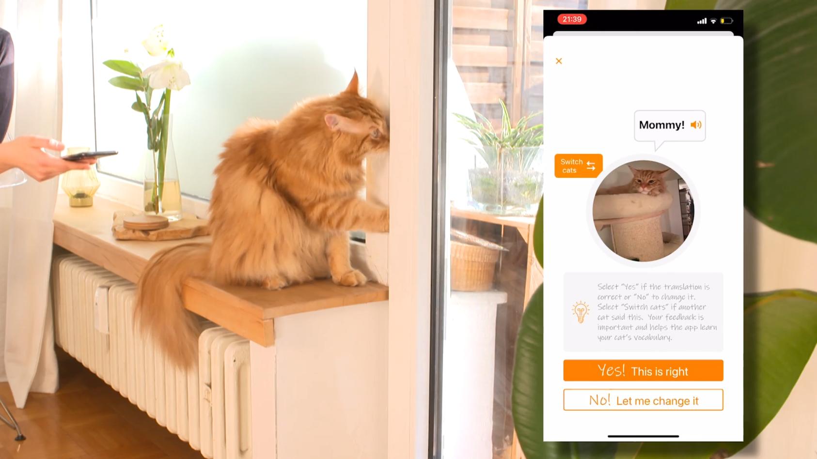 Kann diese App wirklich das Miauen von Katzen übersetzen? Wir machen ...