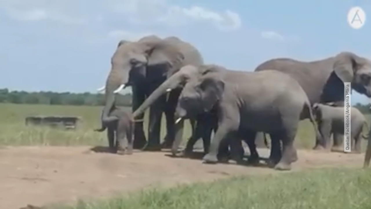 Elefantengeburt in Kenia Rangerin filmt mit ihrem Handy