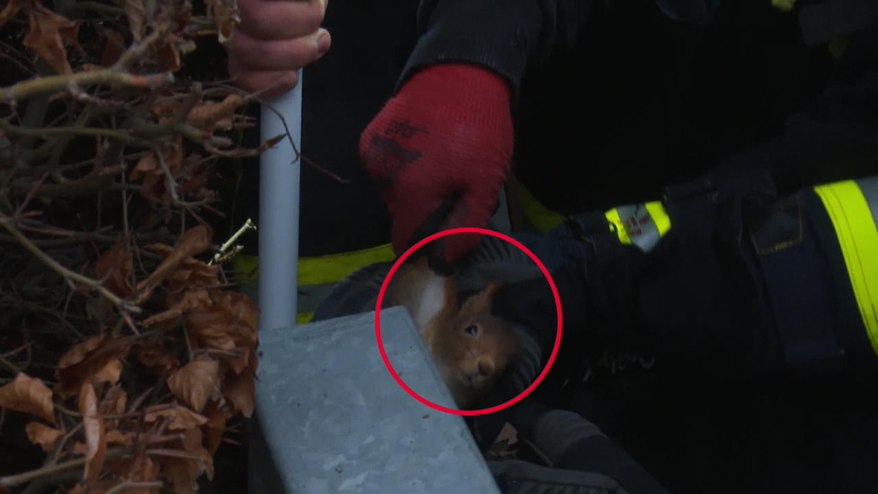 Eichhörnchen fällt kopfüber in hohlen Metallpfahl Feuerwehr muss alle Tricks probieren
