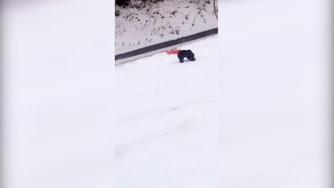 Braunbär jagt Skifahrer Skitouristen filmen die beängstigenden Szenen