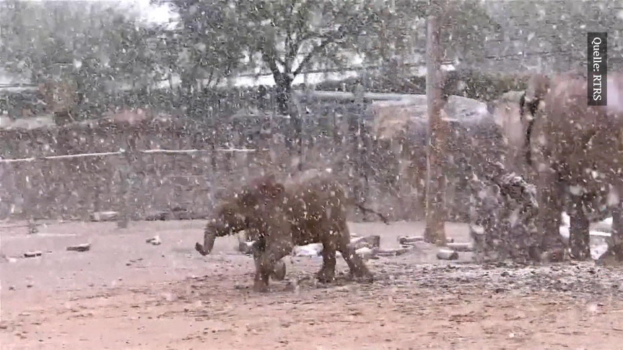Elefanten-Baby spielt im Schnee Zum 1. Mal in seinem Leben