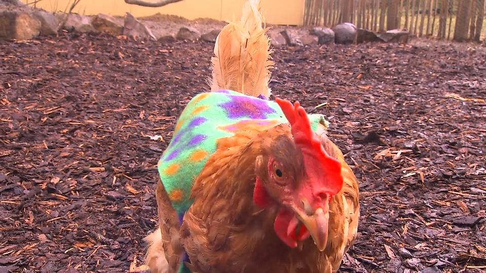 Henriette und Frieda sind die modischsten Chicks im Stall Pullover für Hühner