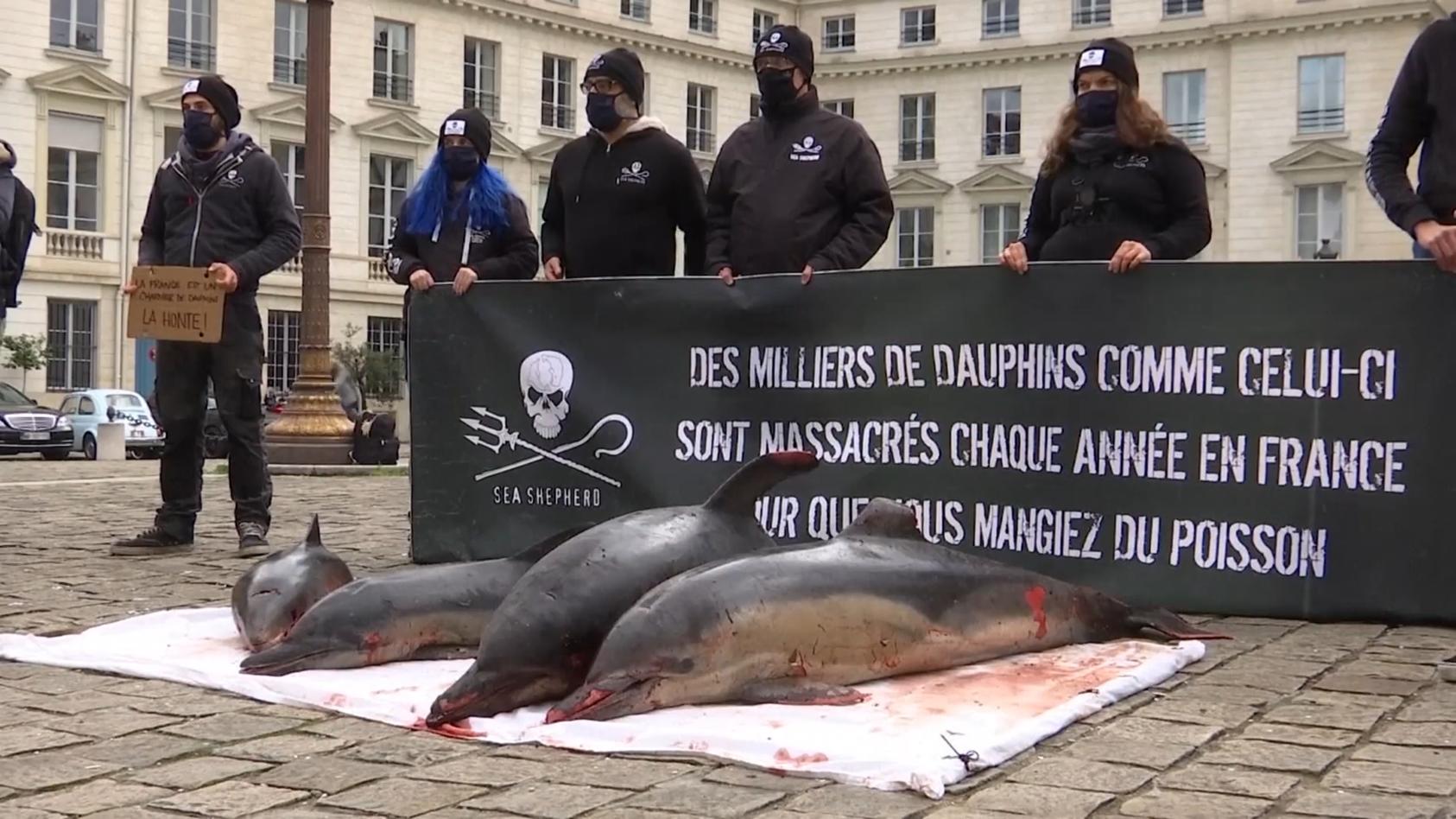 Tote Delfine vor dem französischen Parlament Tierschützer protestieren